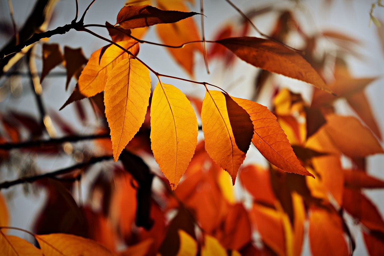 autumn leaf  foliage  golden free photo