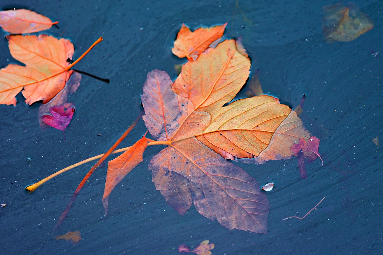 autumn leaf  vein  water free photo