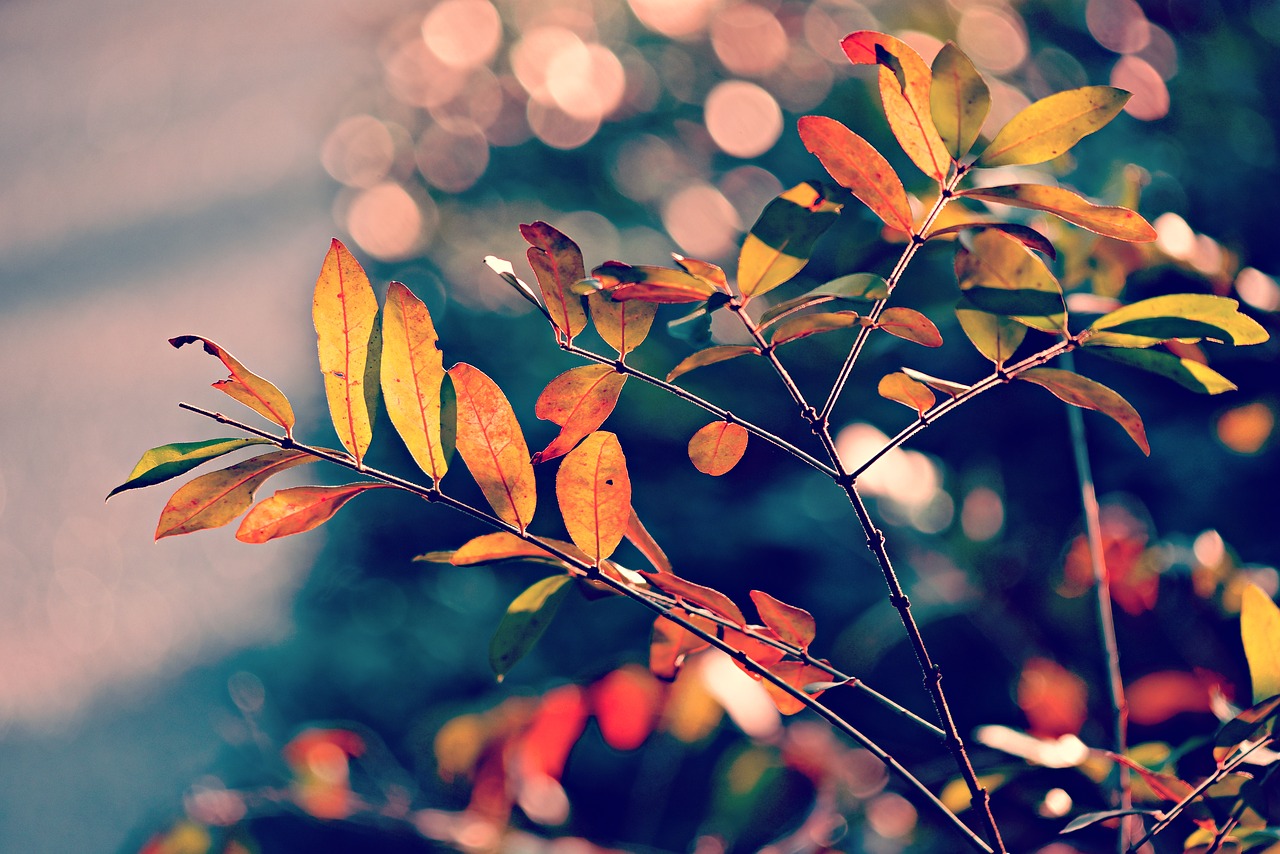 autumn leaf  foliage  branch free photo