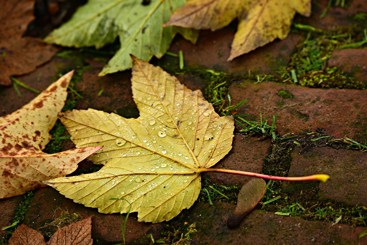 autumn leaf  fallen  vein free photo