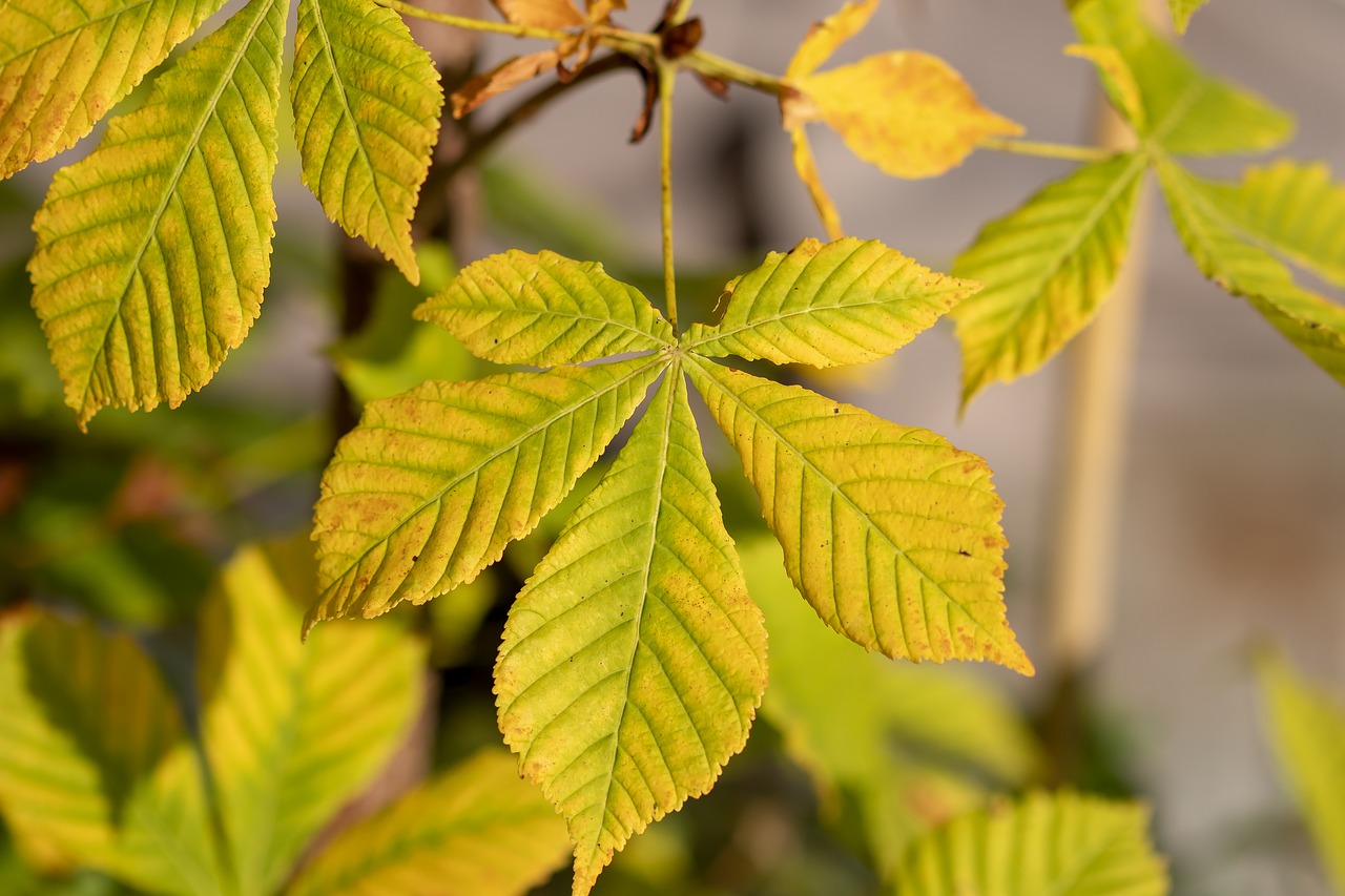 autumn leaf  leaf  tree free photo