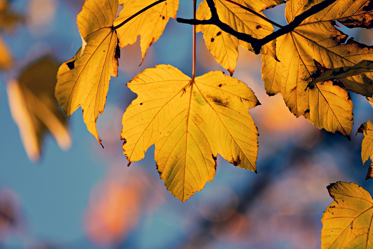 autumn leaf  veins  pattern free photo