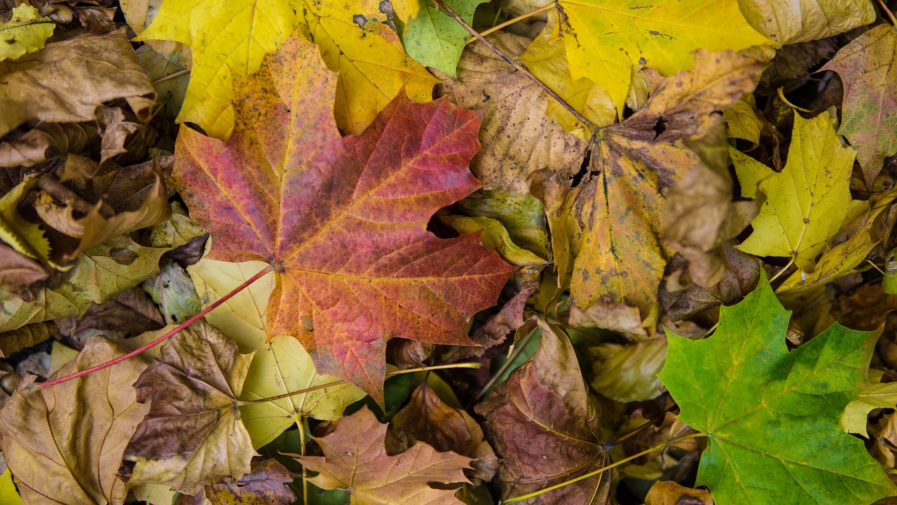 autumn leaf  leaf  tr free photo