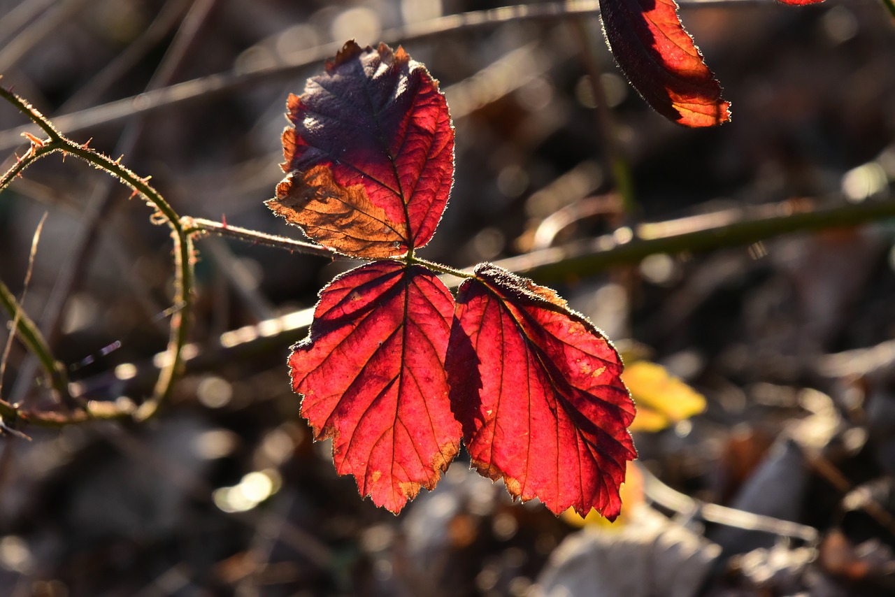 autumn leaf  foliage  twig free photo