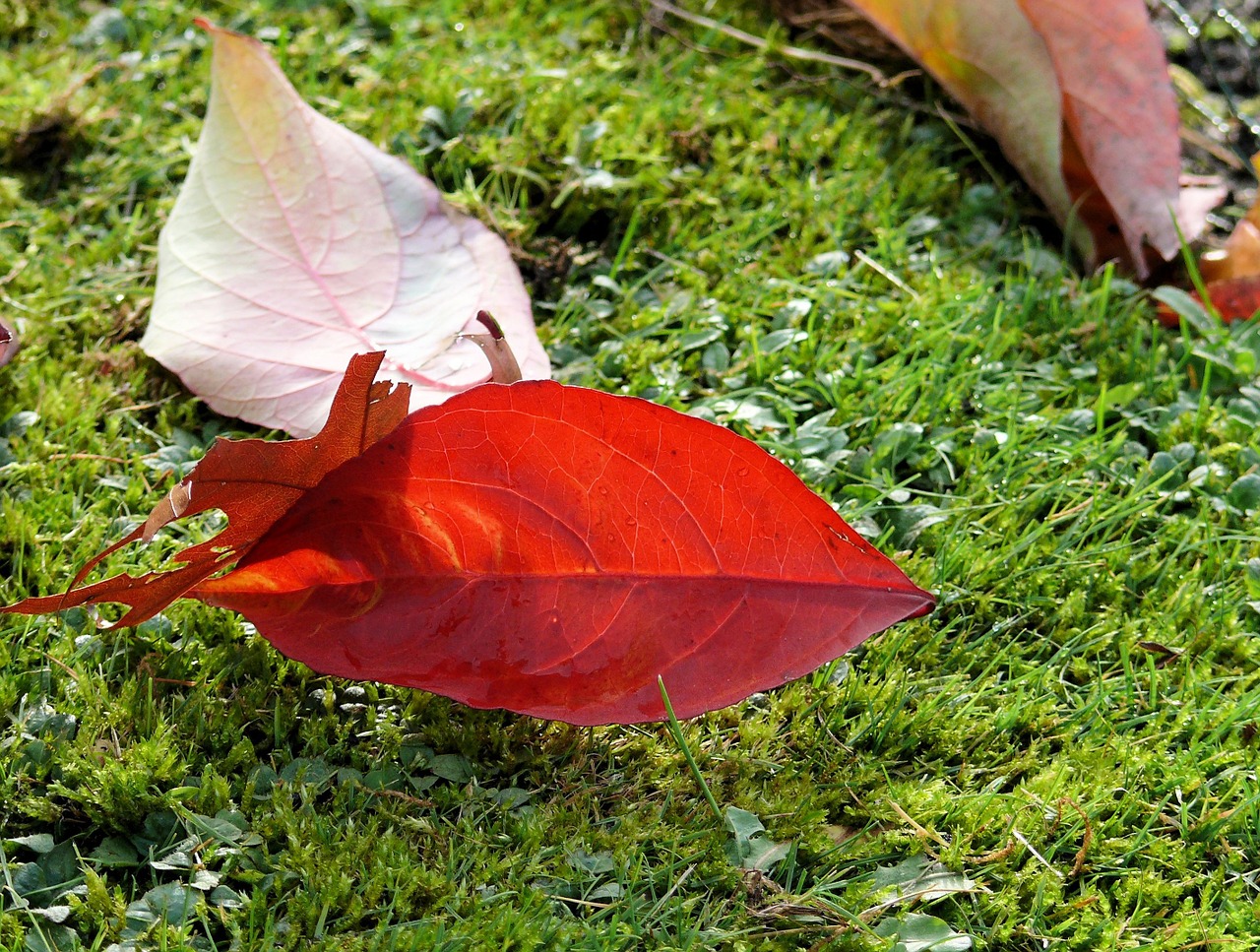 autumn leaf sheet autumn free photo