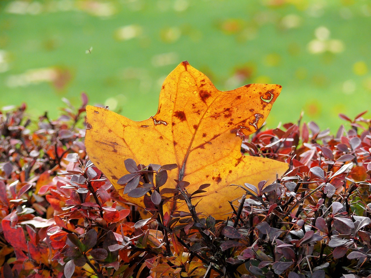 autumn leaf sheet autumn free photo