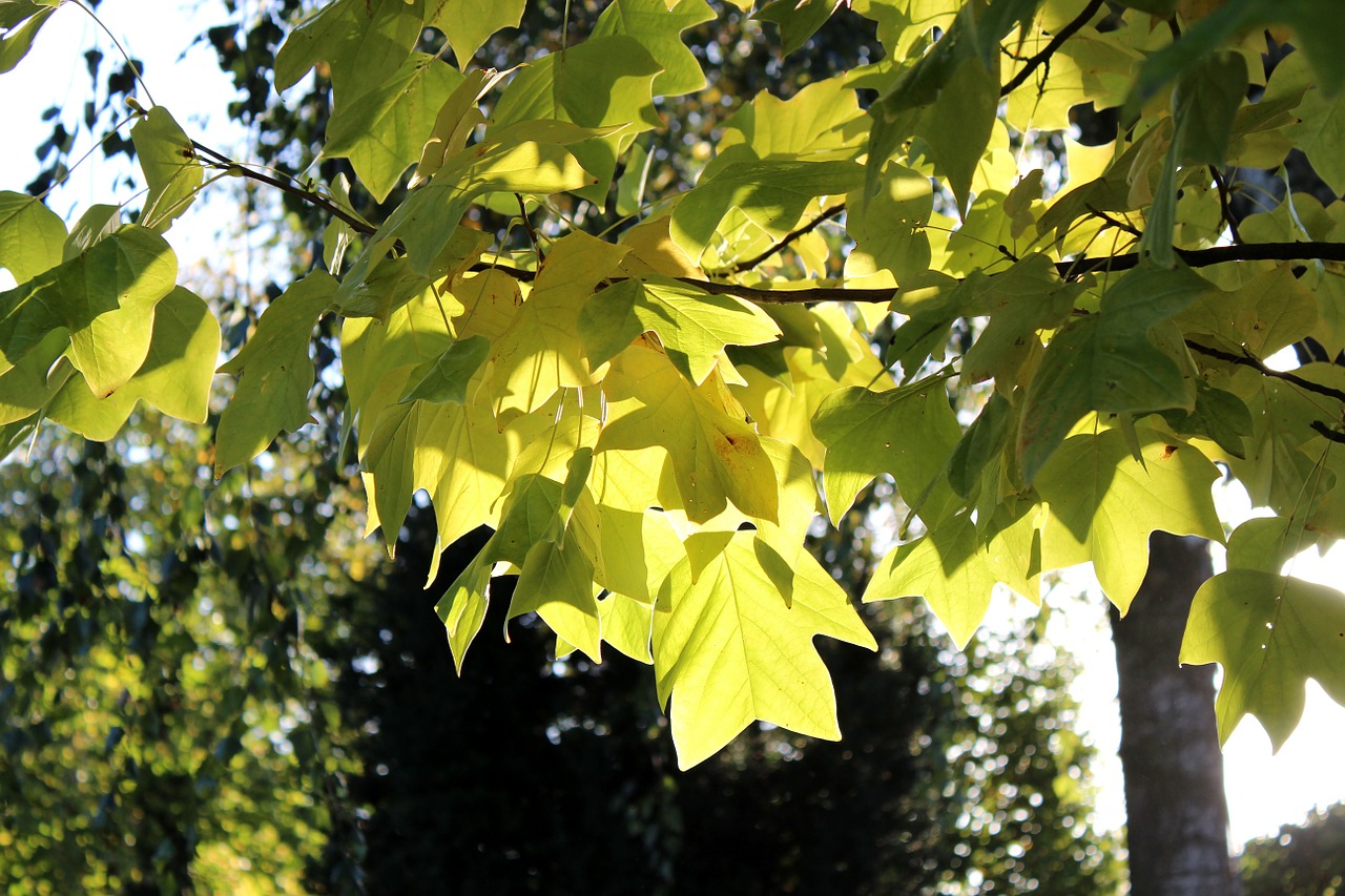 autumn leaf yellow autumn free photo