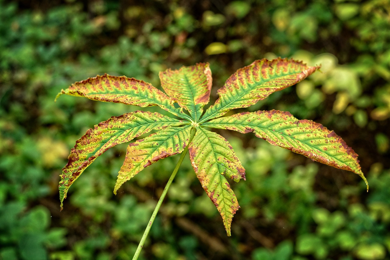 autumn leaf leaf autumn free photo