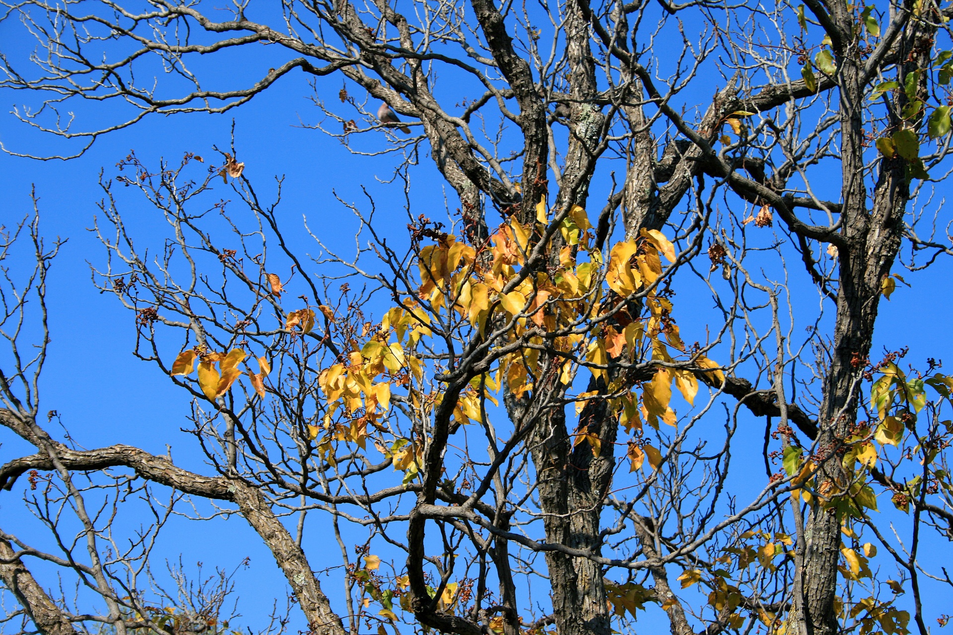 tree leaves yellow free photo