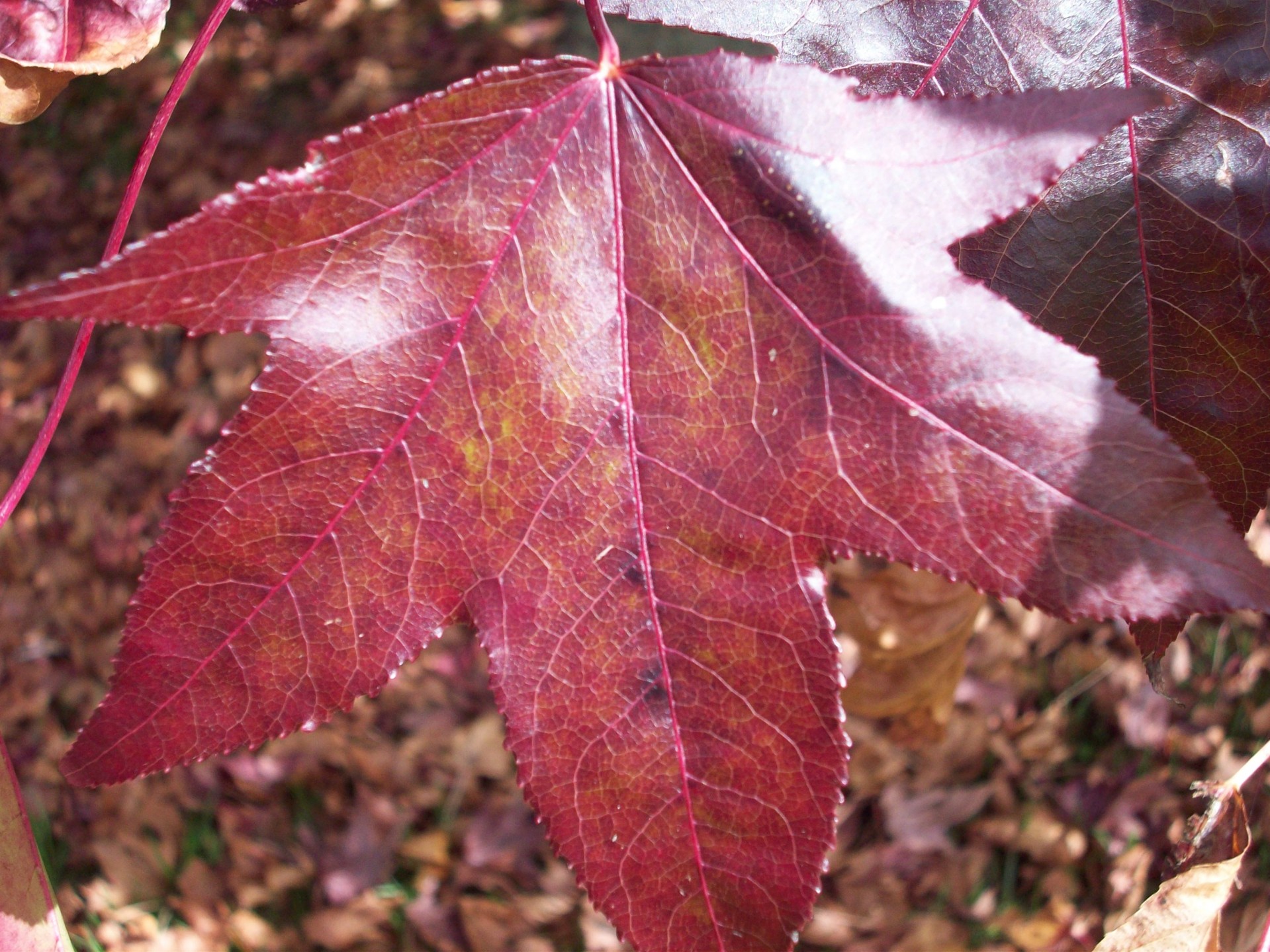 leaf leaves autumn free photo