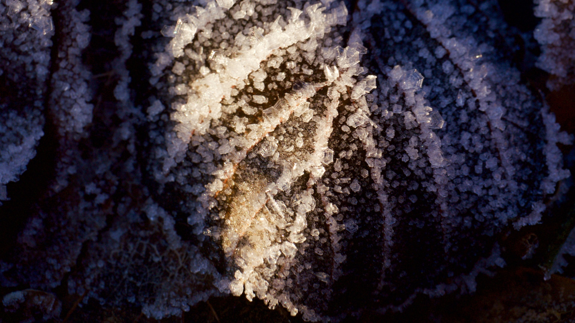 ice frost leave free photo