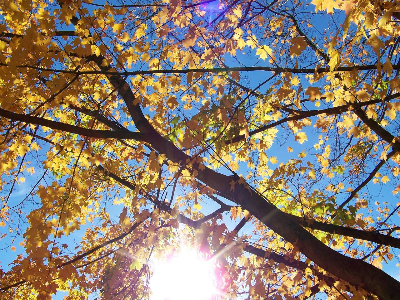 autumn fall trees free photo