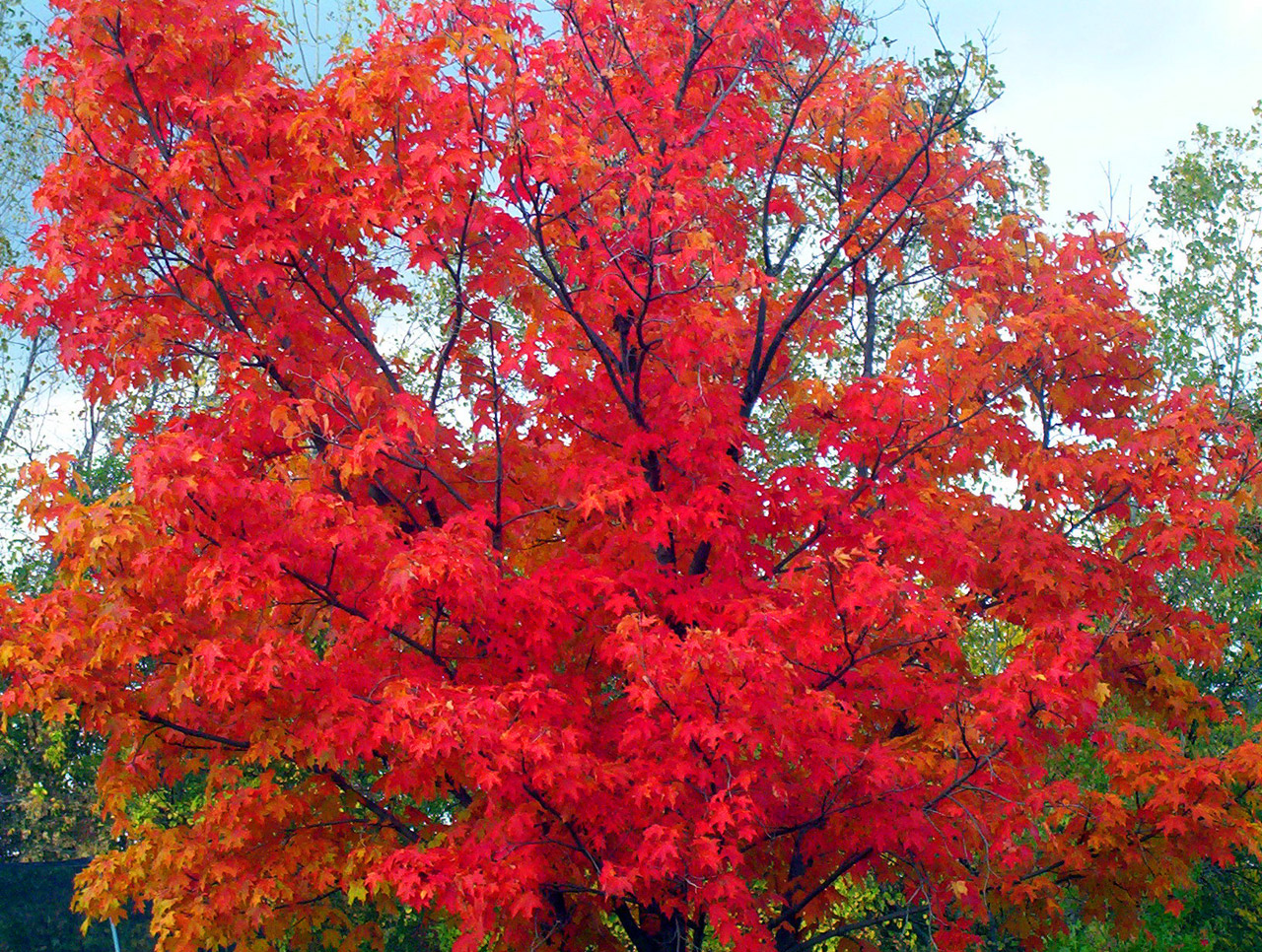 autumn fall trees free photo