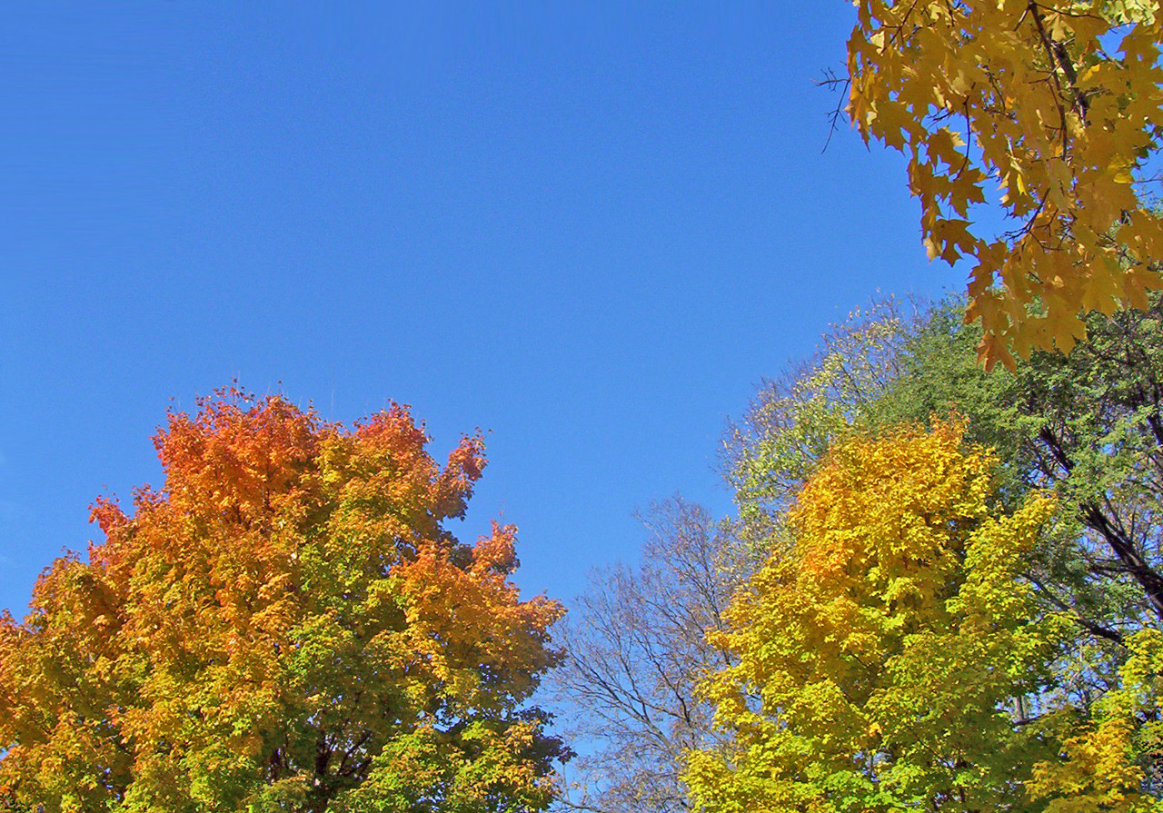 autumn fall trees free photo