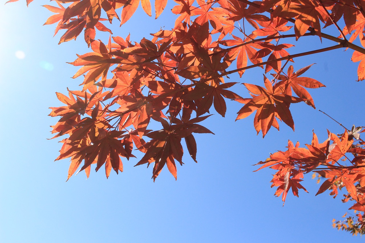 autumn leaves red autumn free photo