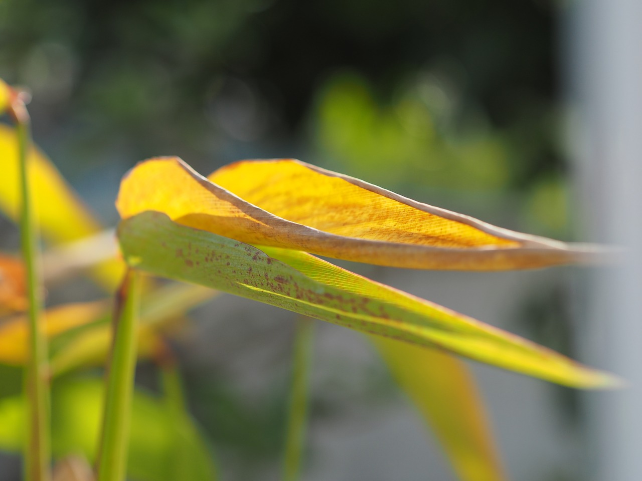 autumn leaves yellow green free photo