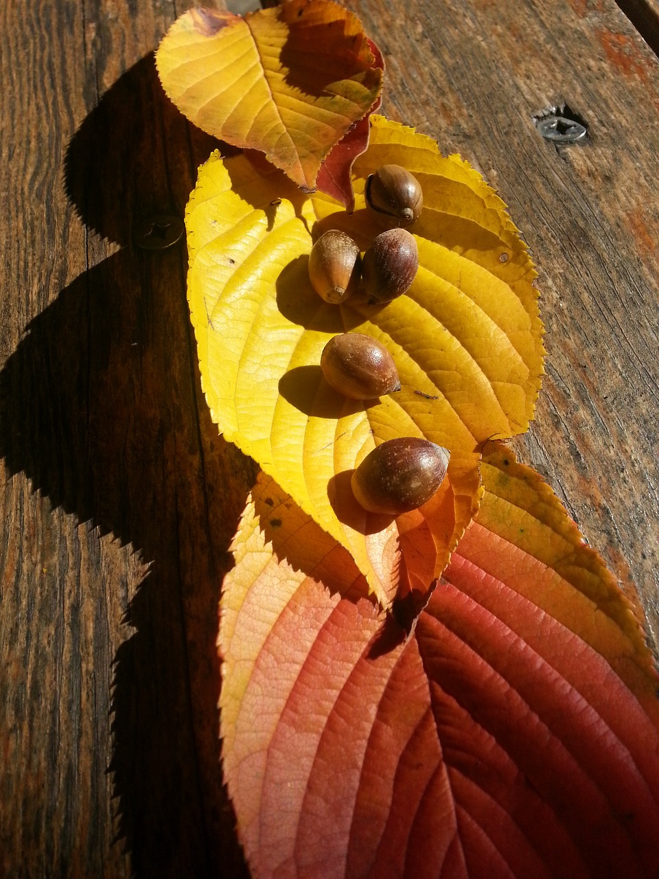 autumn leaves acorn autumn free photo