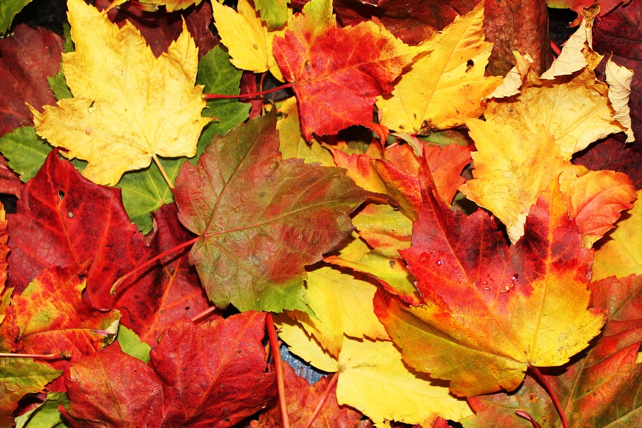 autumn leaves fall october free photo