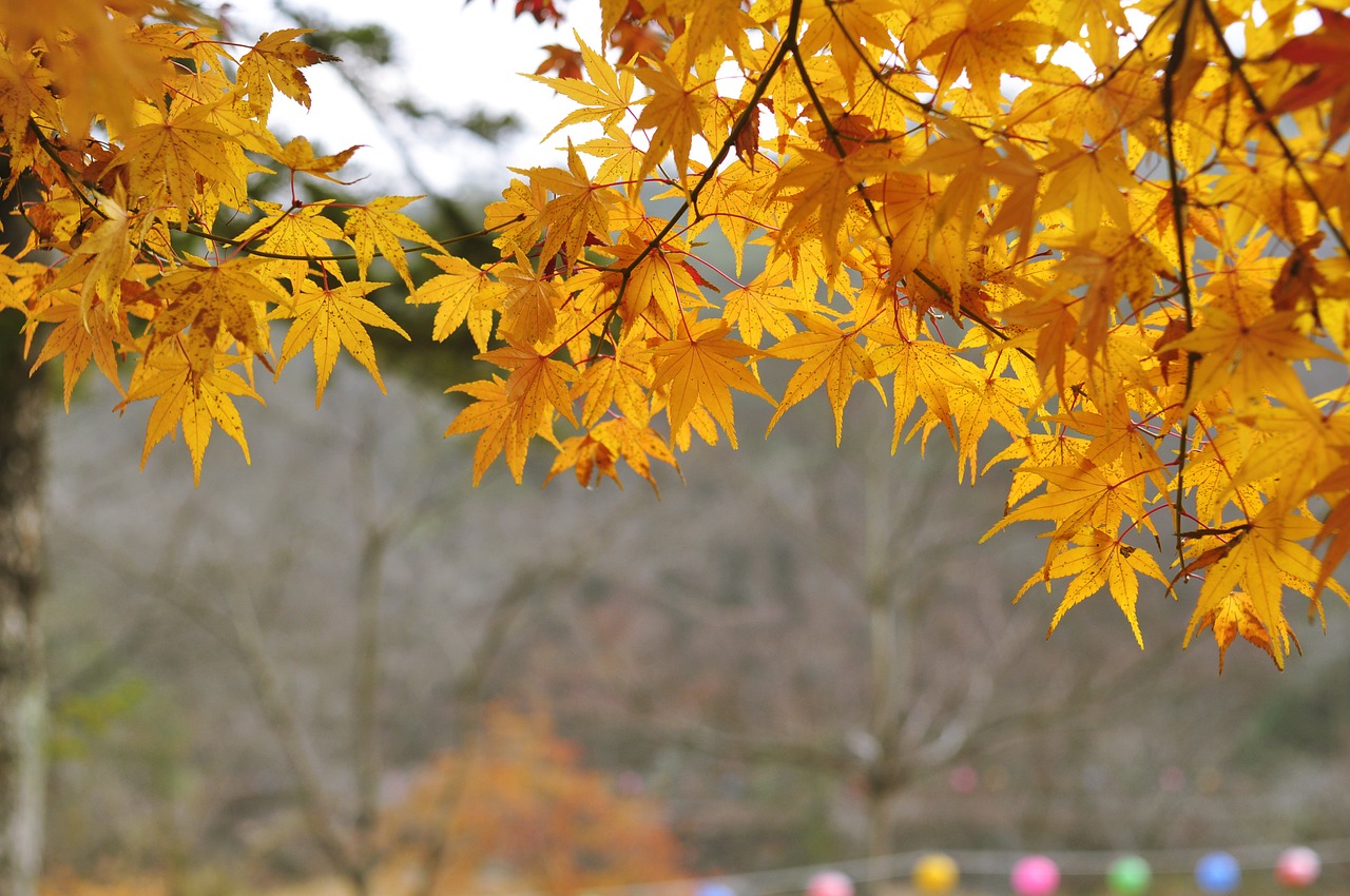 autumn leaves yellow leaves autumn free photo