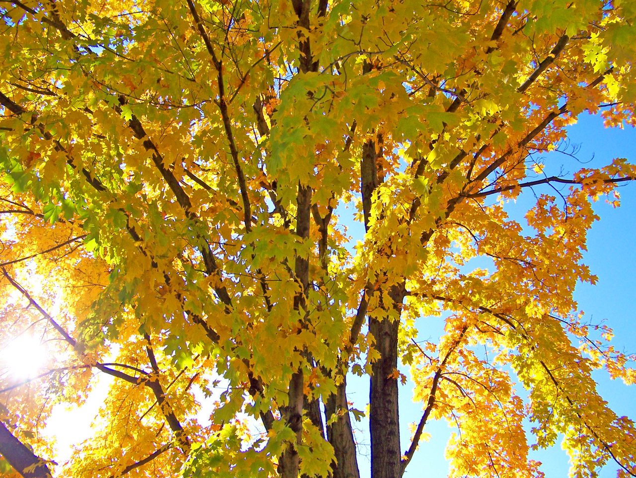 autumn fall maple free photo