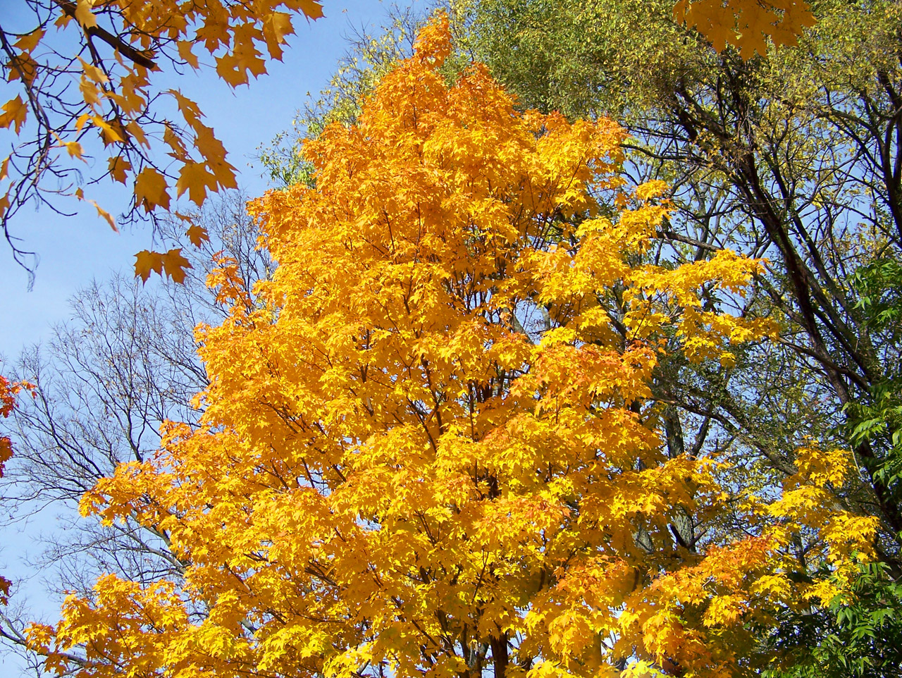 autumn fall maple free photo