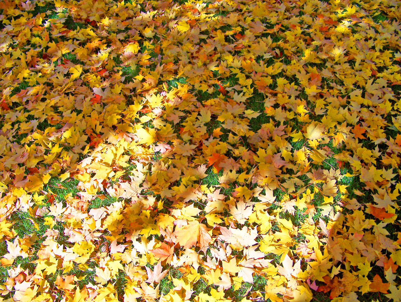 autumn fall leaves free photo