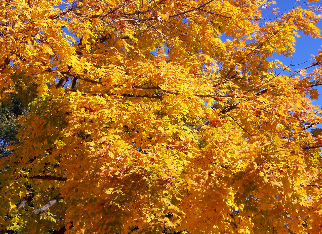 autumn fall trees free photo