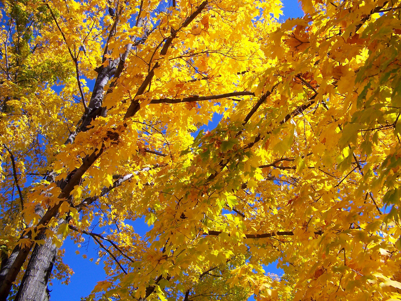 autumn fall maple free photo