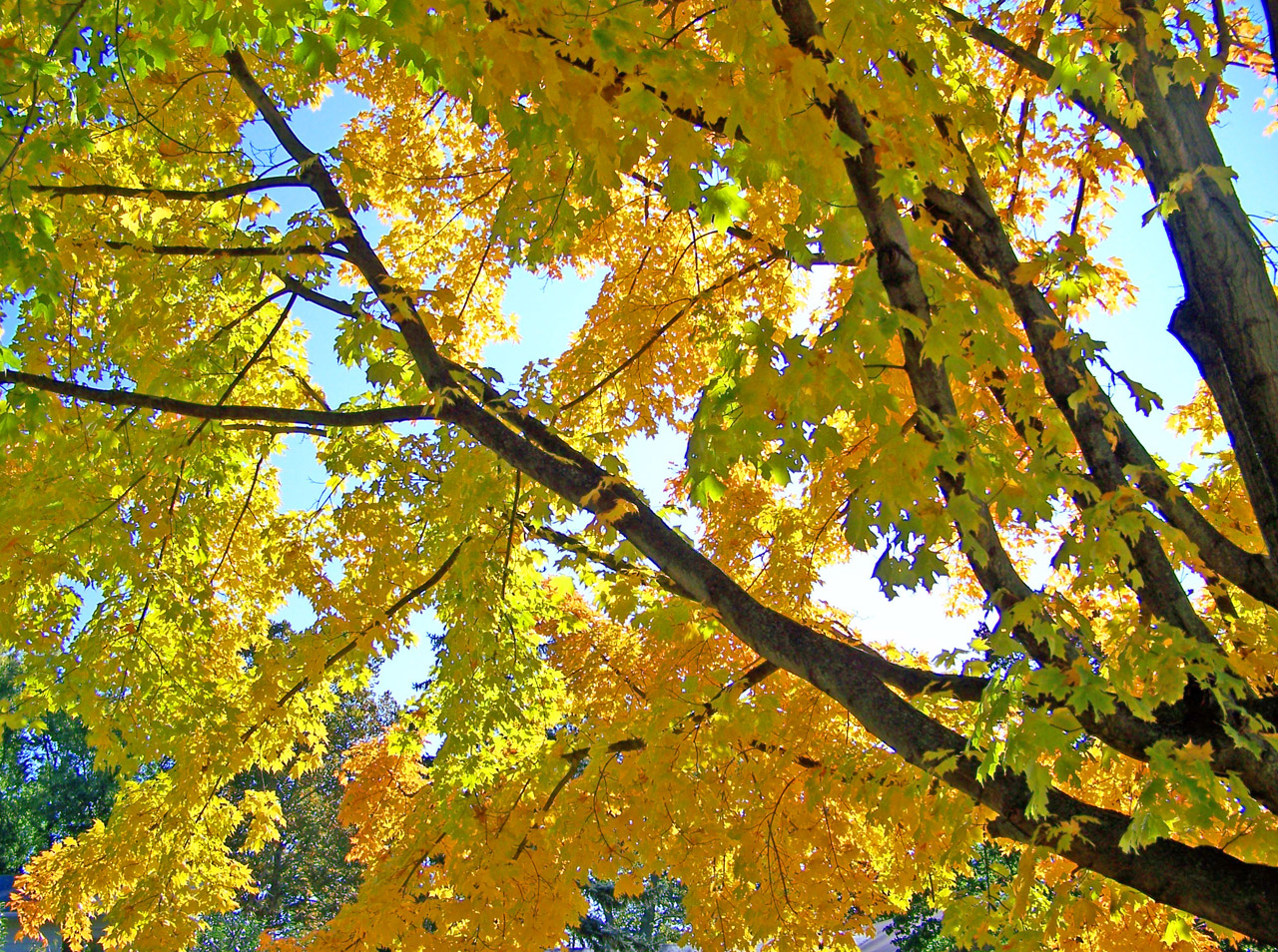 autumn fall maple free photo