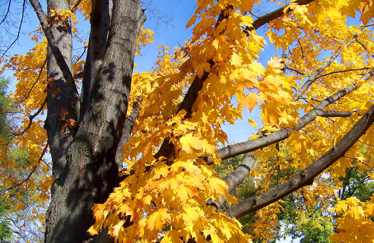 autumn fall maple free photo