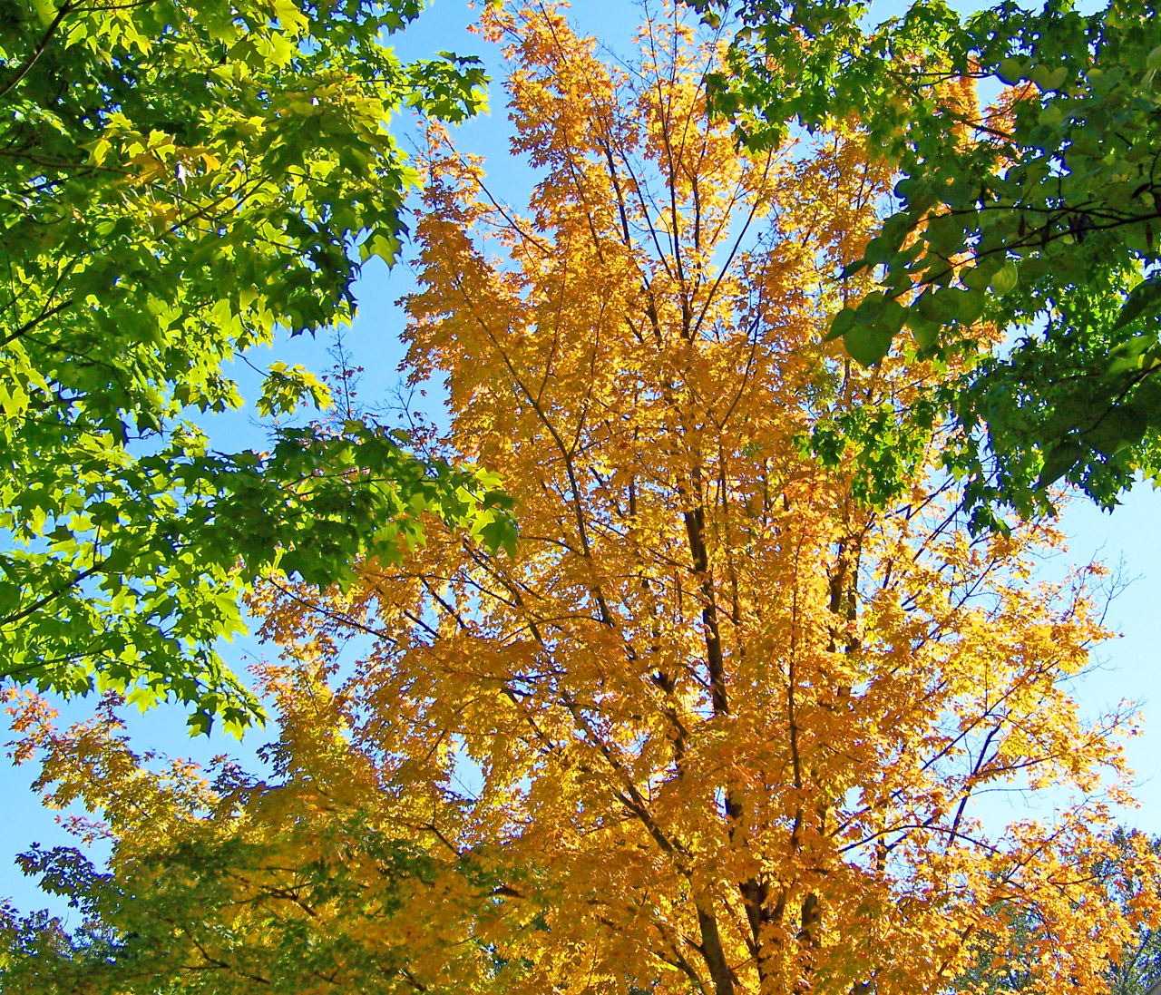 autumn fall maple free photo