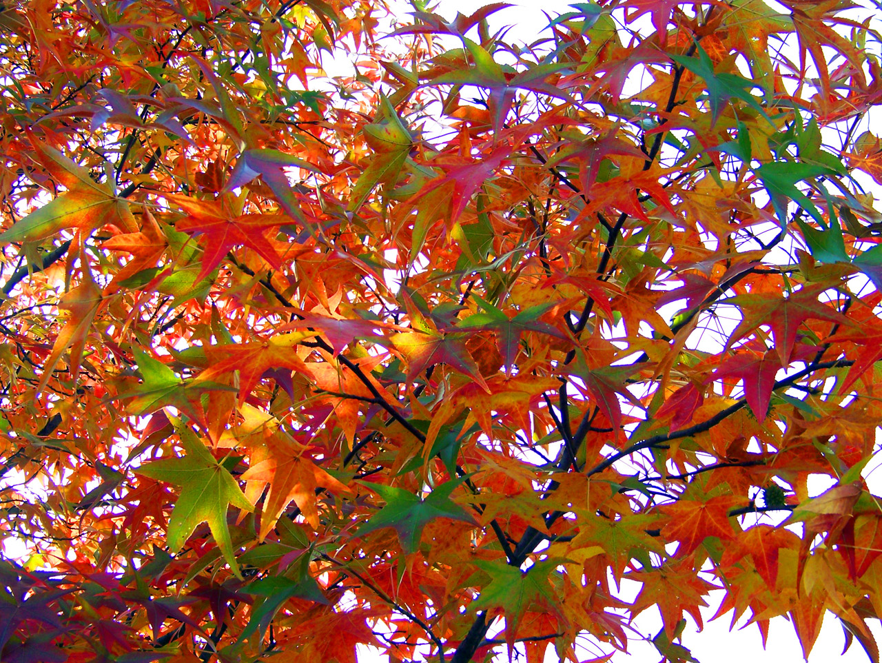 autumn fall colors free photo