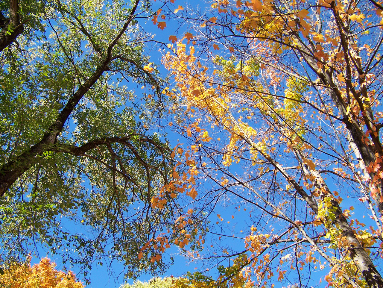 autumn fall trees free photo