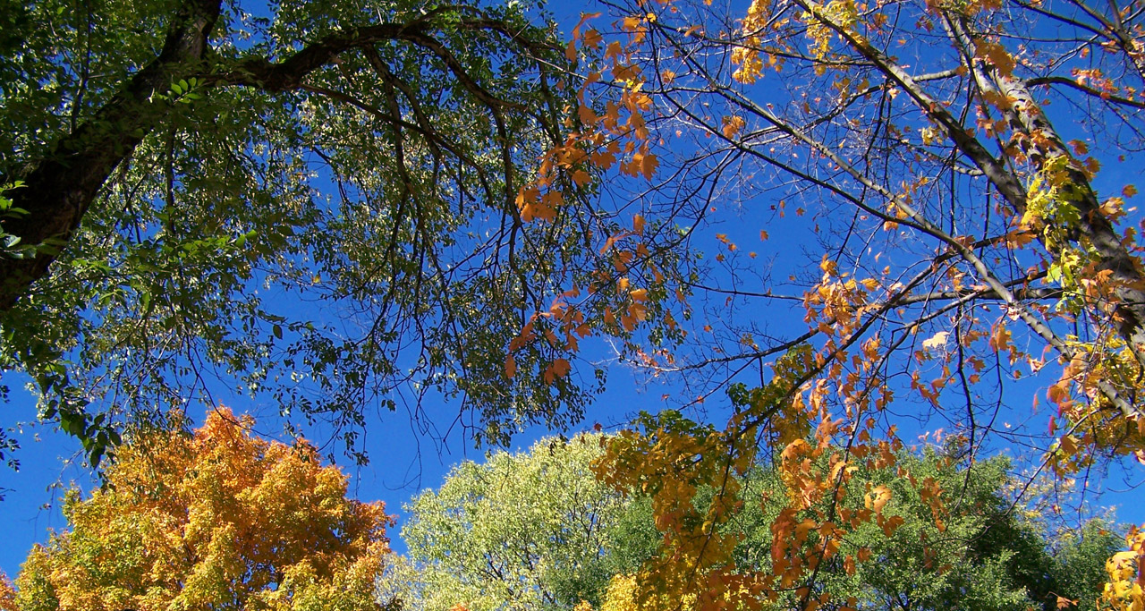 autumn fall trees free photo