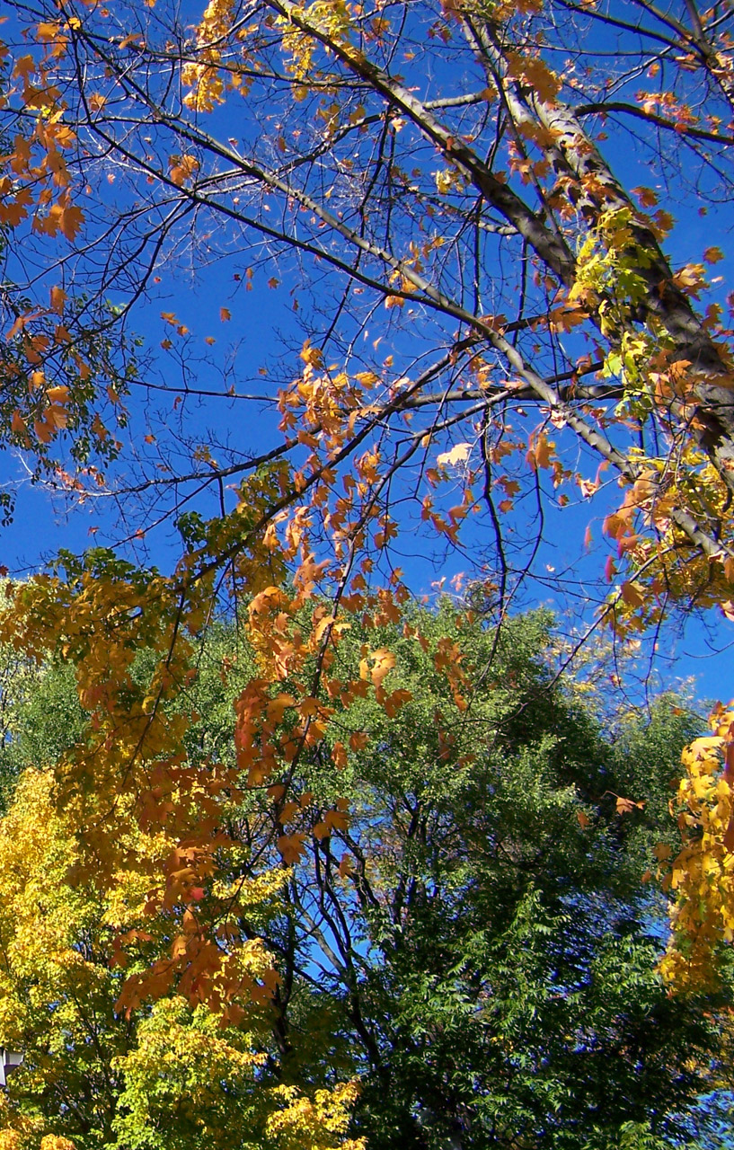 autumn fall trees free photo