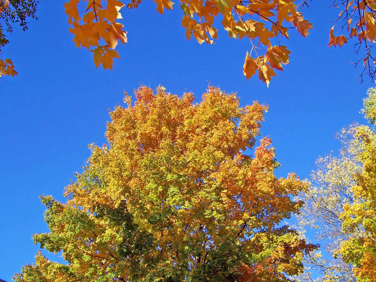 autumn fall trees free photo