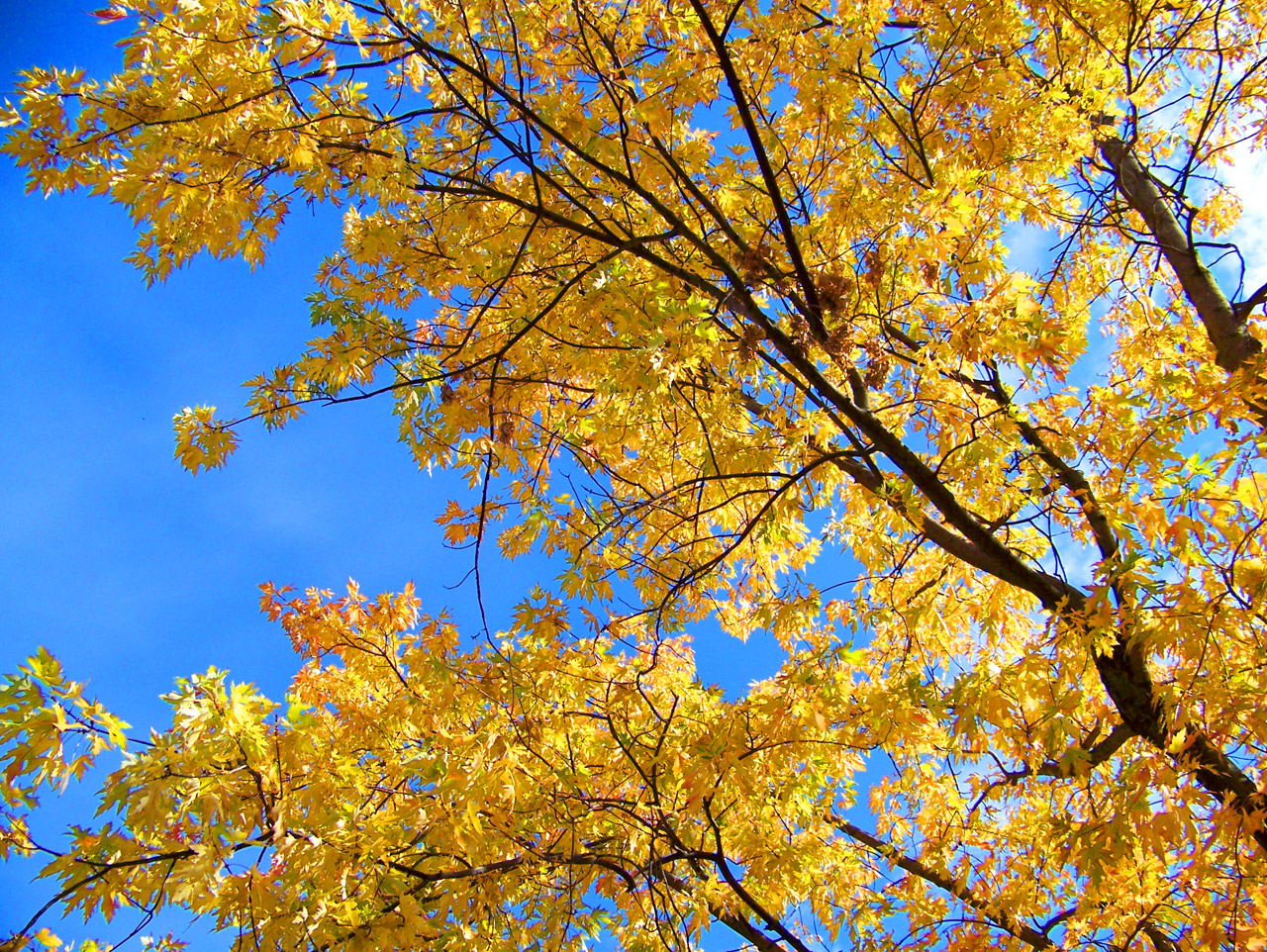 leaves autumn yellow free photo