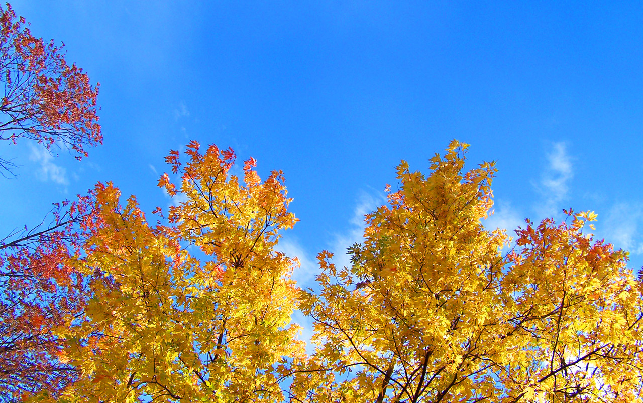 autumn leaves yellow free photo