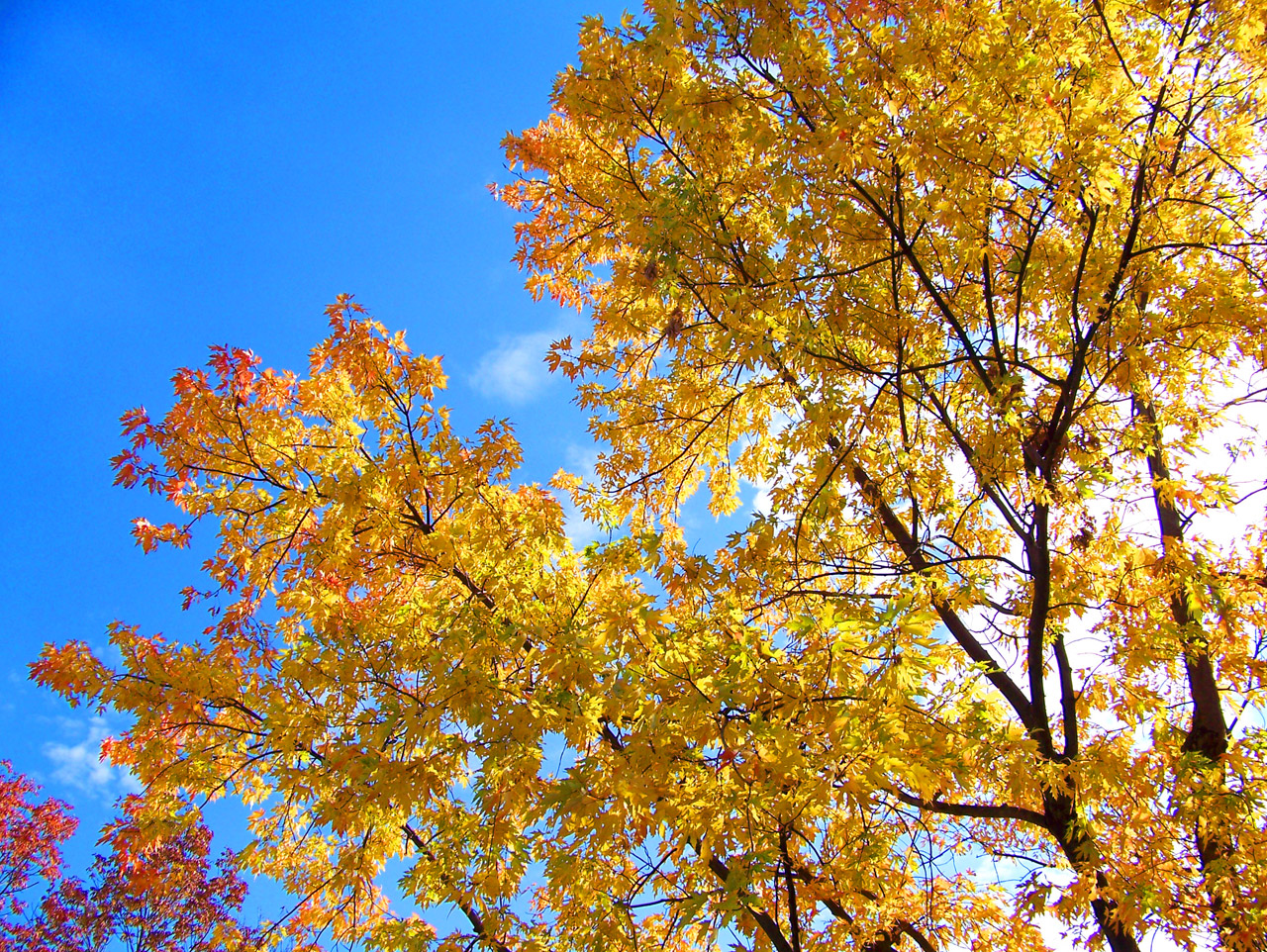 autumn fall leaves free photo