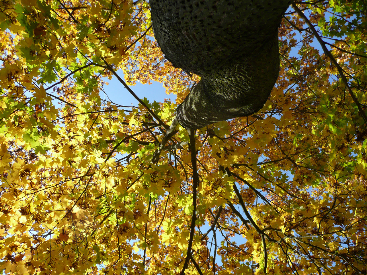 autumn leaves yellow free photo