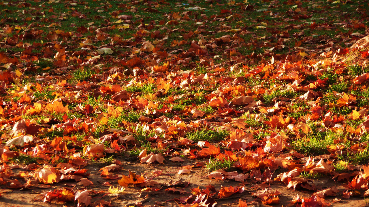 autumn leaves color free photo