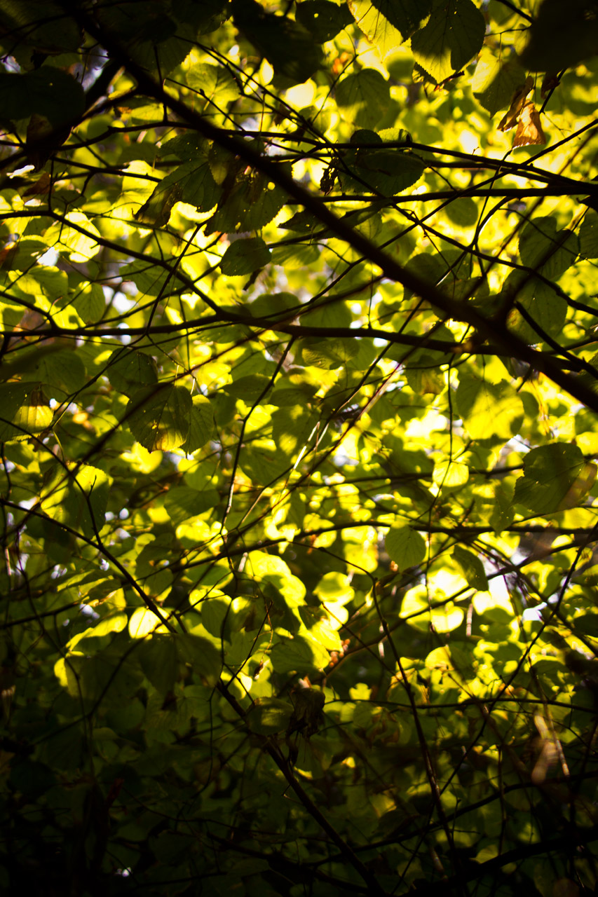 autumn leaves trees free photo