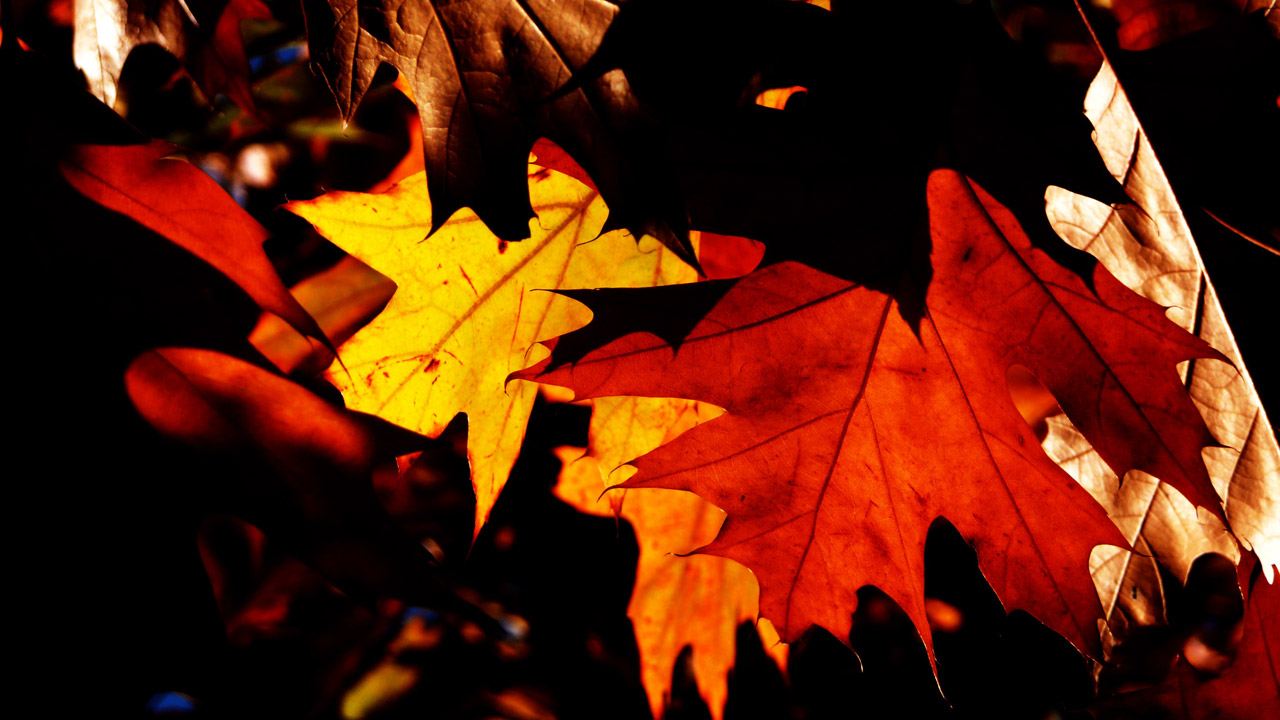 autumn leaves seasons free photo