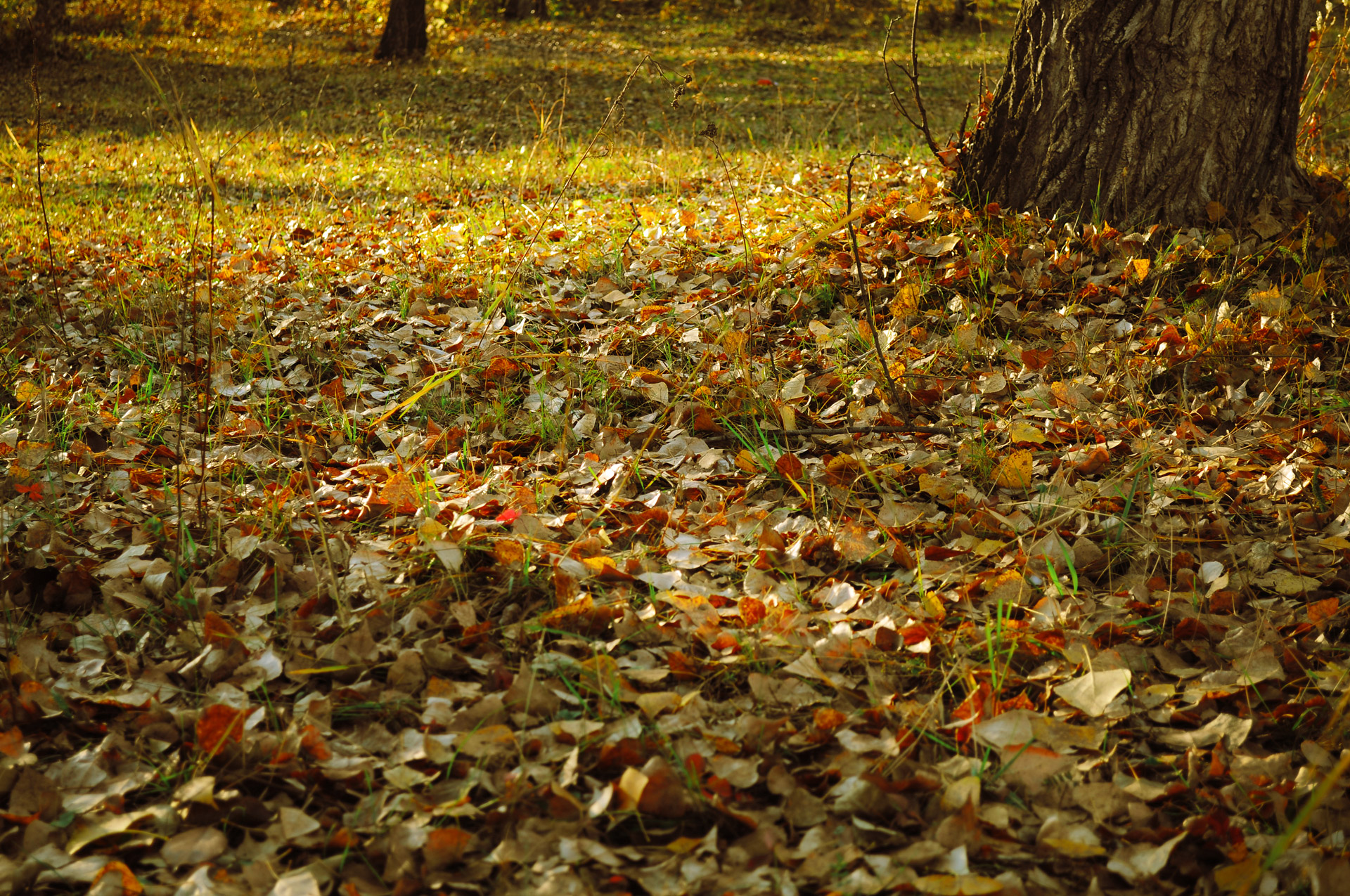 autumn landscape forest free photo