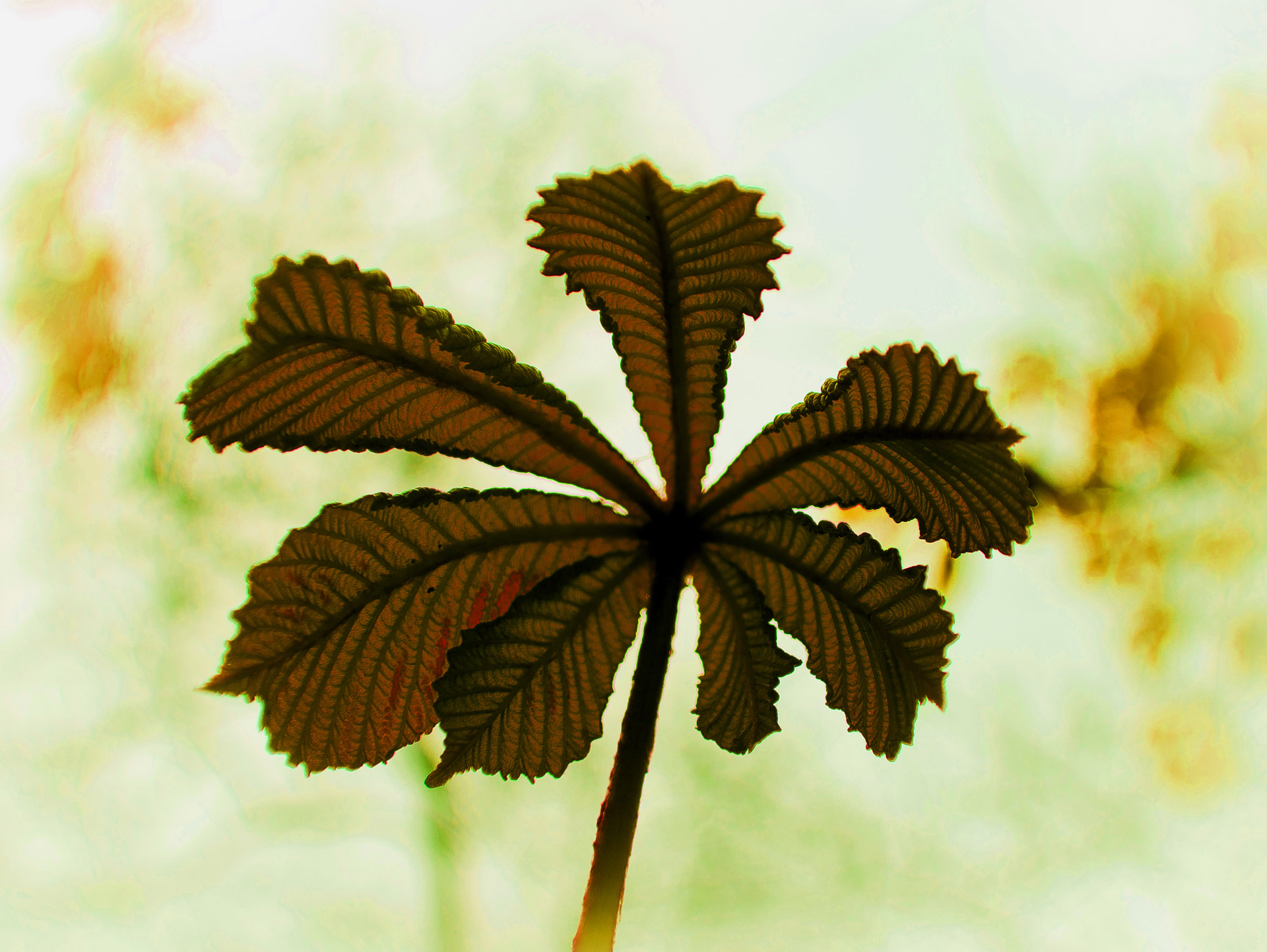 leaves leaf yellow free photo