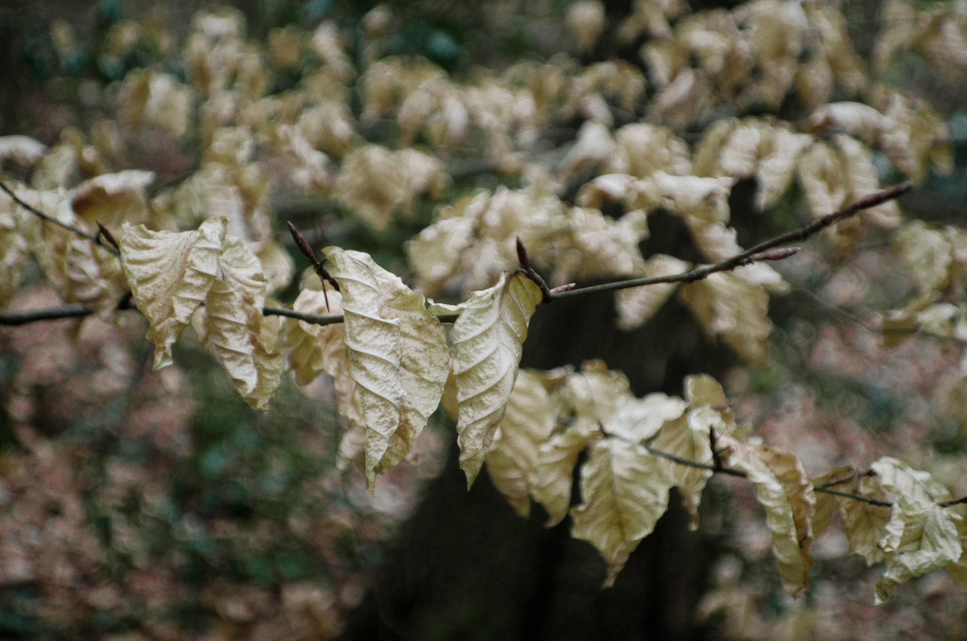 autumn nature tree free photo