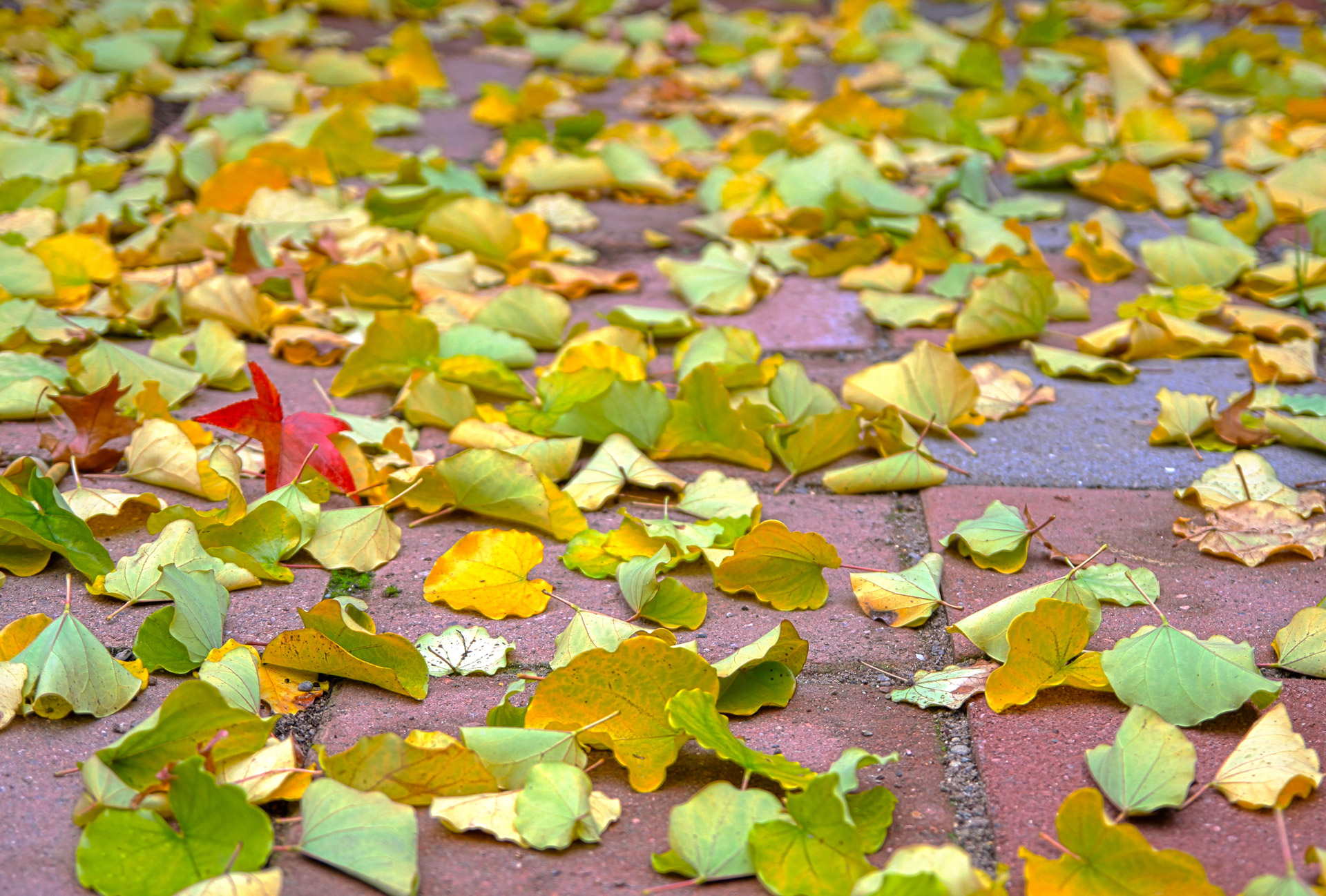 leaves leaf autumn free photo