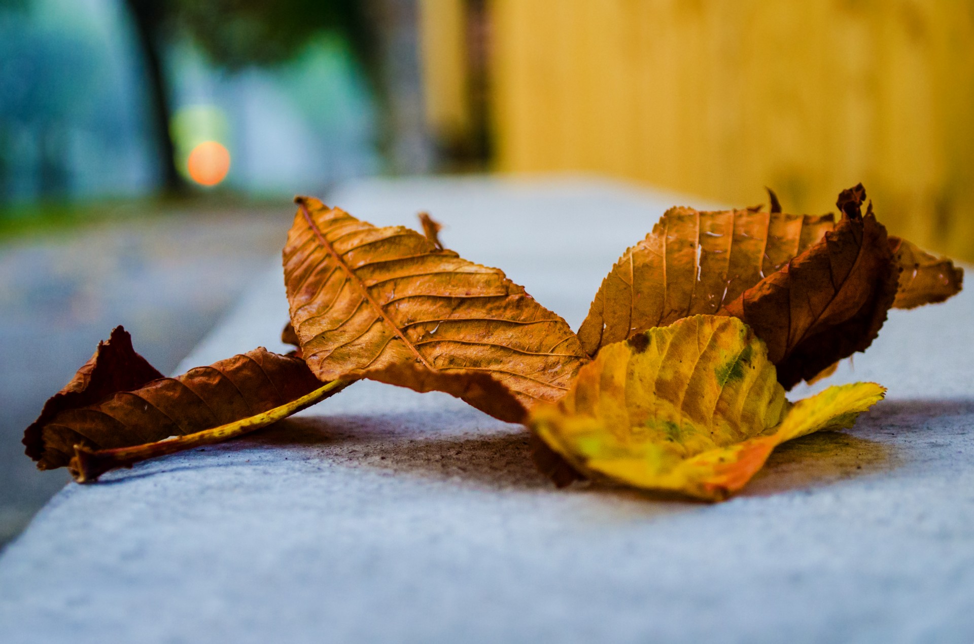 leaves autumn autumnal free photo