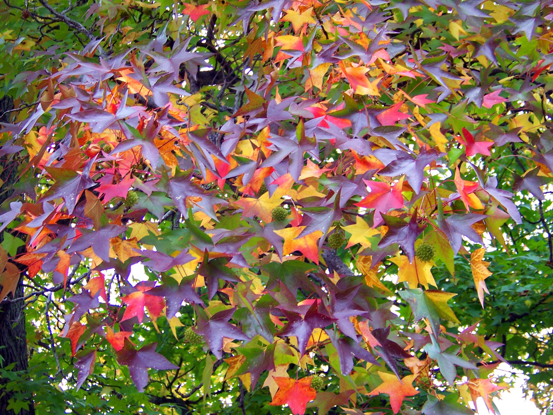 fall autumn leaves free photo