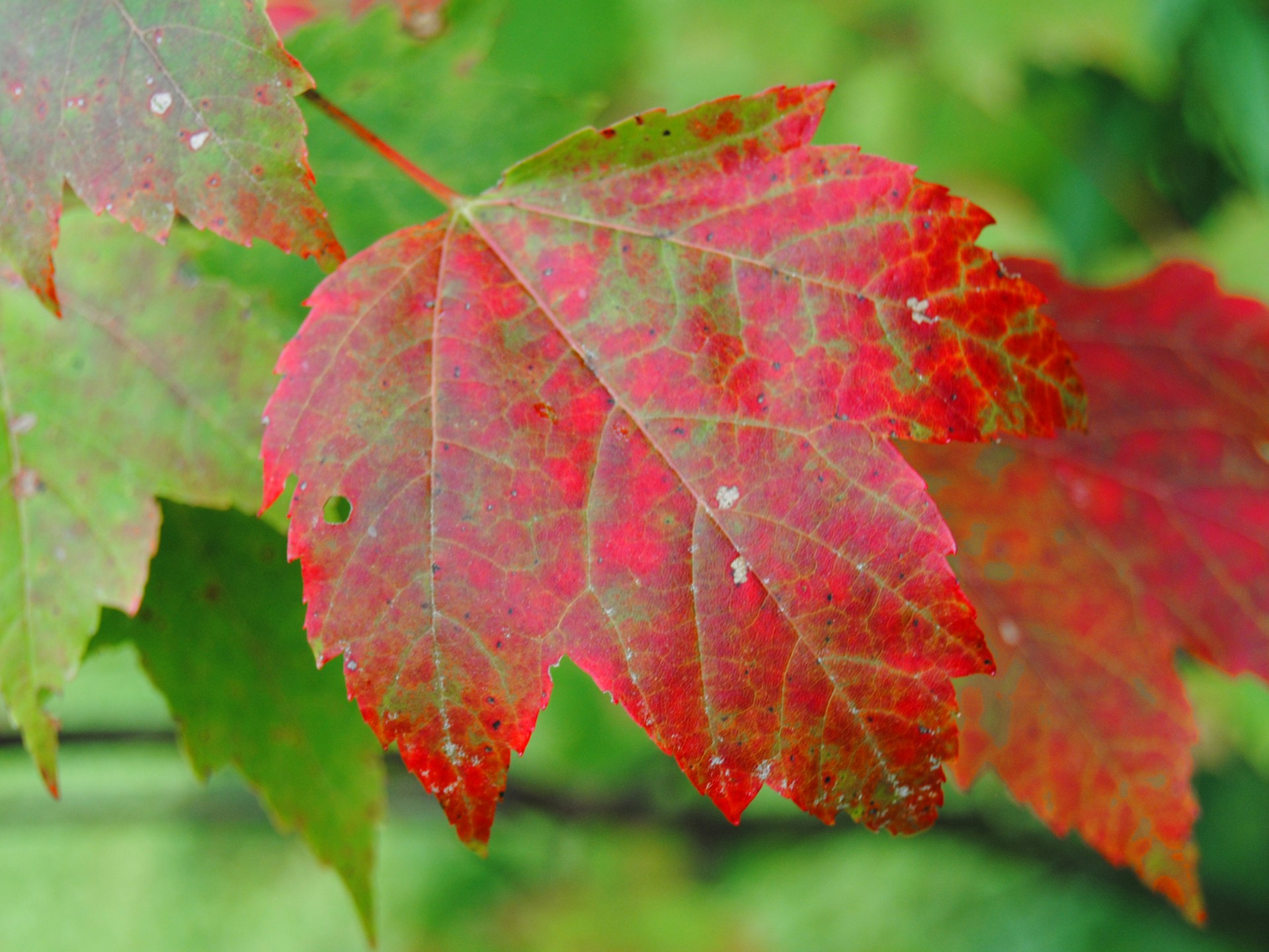 autumn leaves leaf free photo